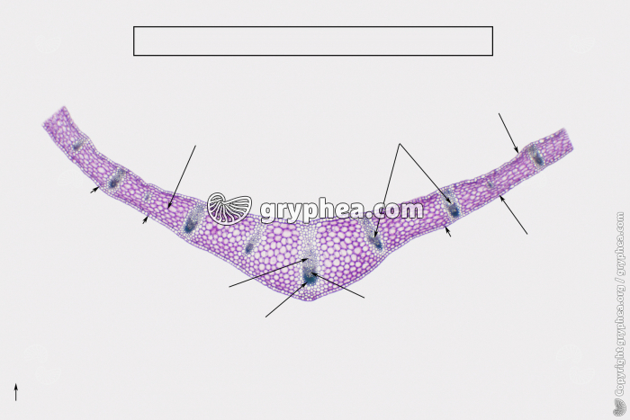 Feuille de Muguet CT x7 (à compléter) - gryphea.org